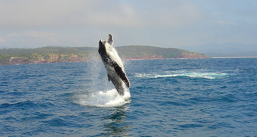 Nautilus Apartments Merimbula